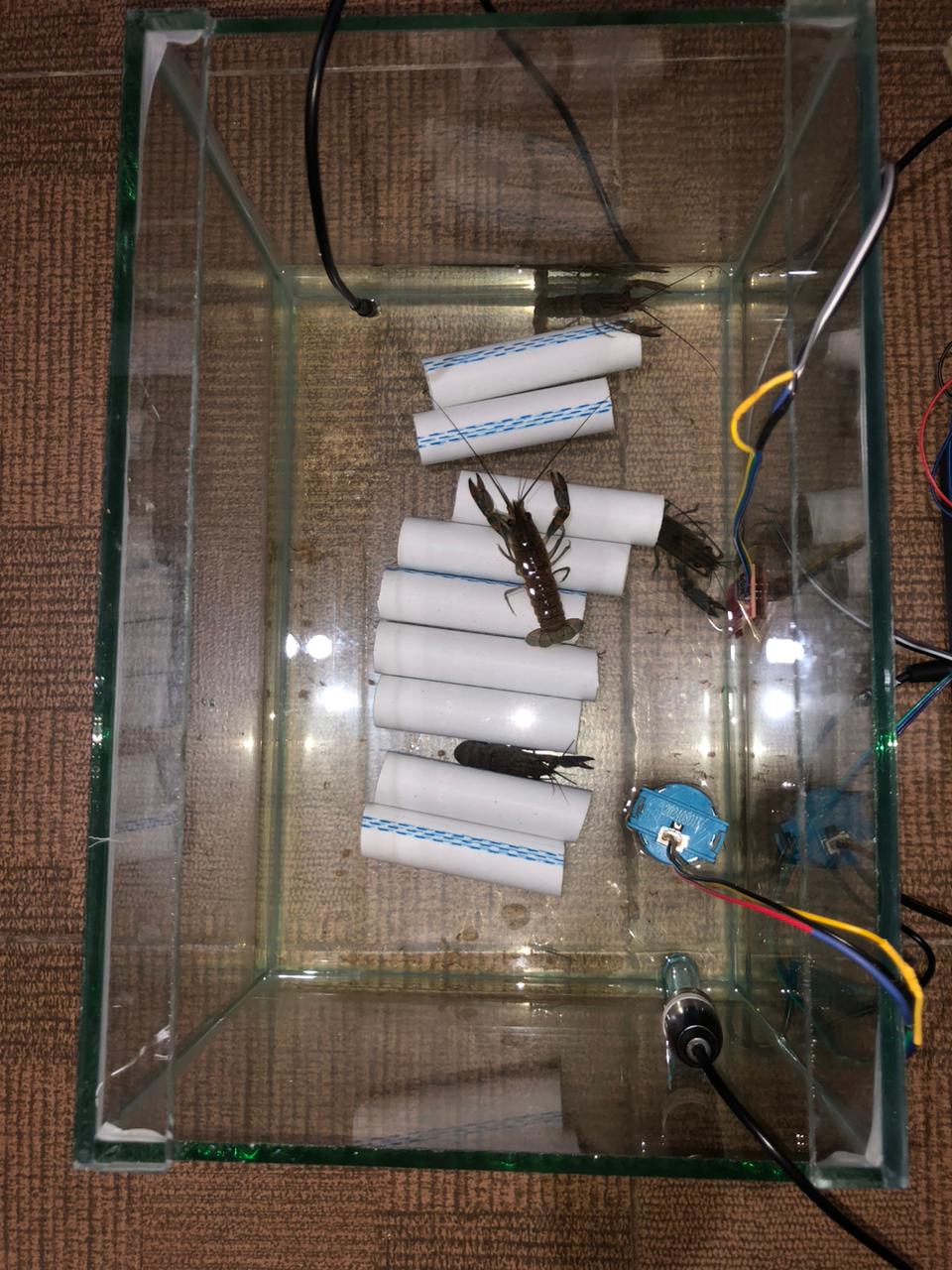 Monitoring Lobster Air Tawar